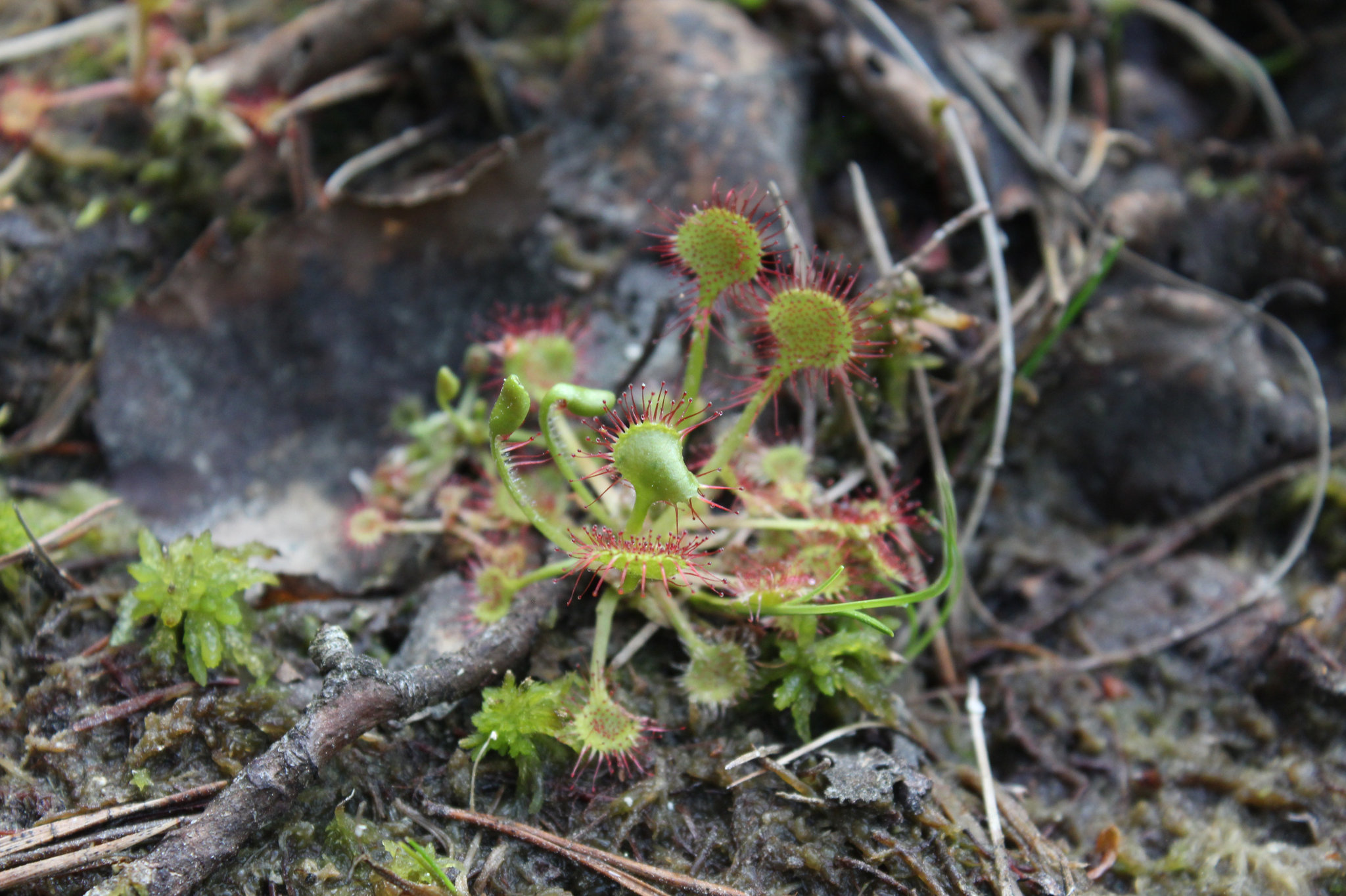 Bliska Mu Koszula Krzy wka