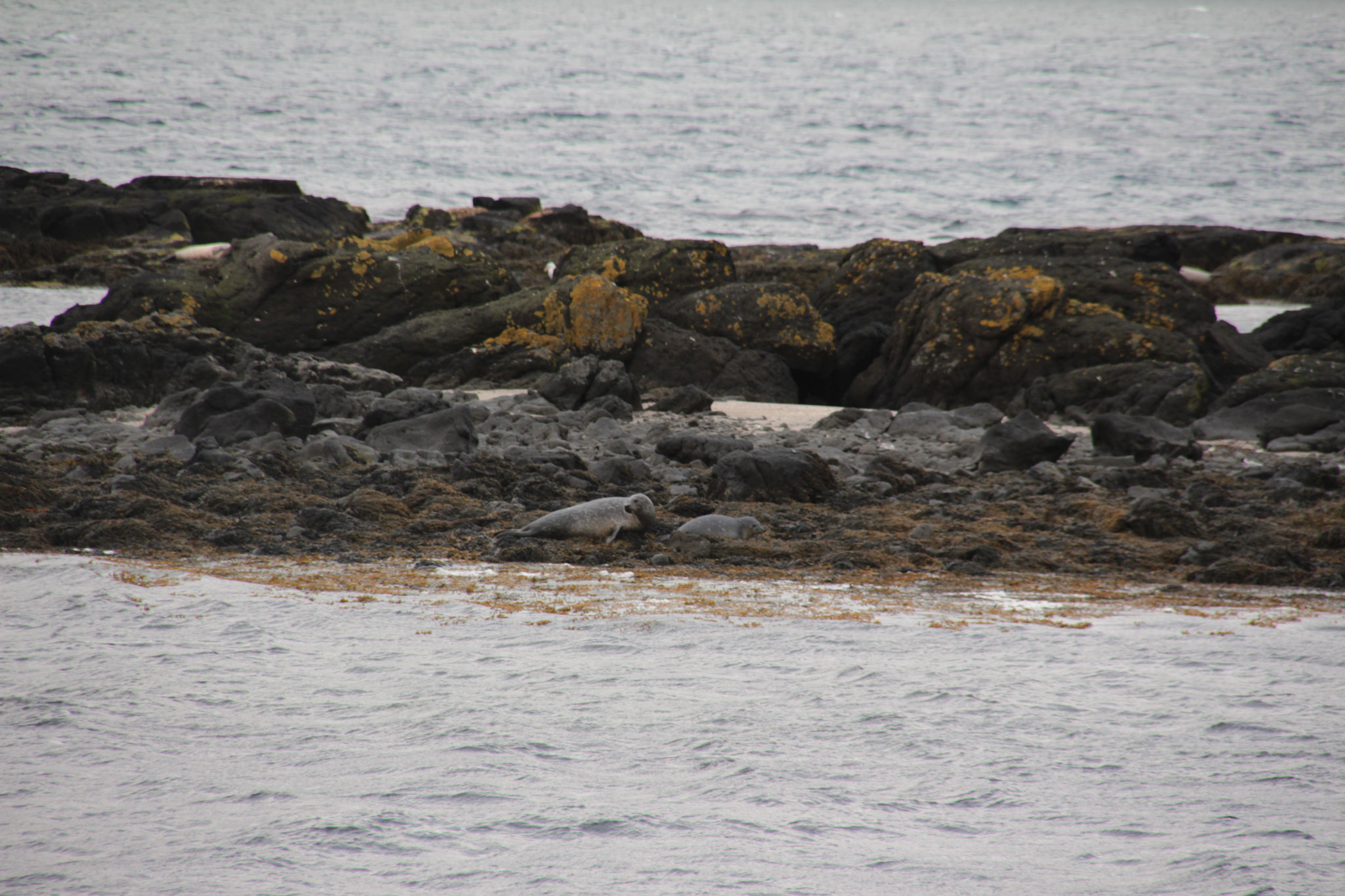 Gatunek Foki Krzy wka