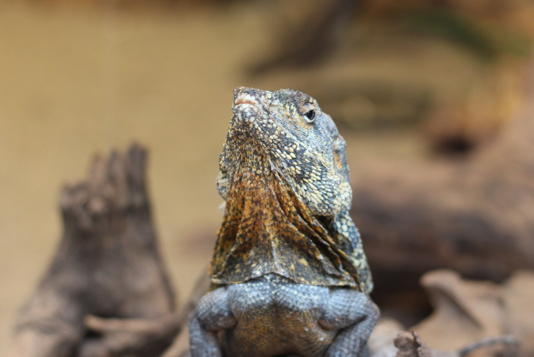 Okr g y Ko nierz Krzy wka